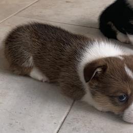 Pembroke Welsh Corgi Puppies from Southern Corgi