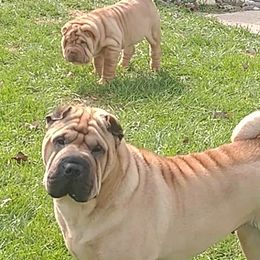 Chinese Shar-Pei from Magik Shar-Pei