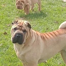 Chinese Shar-Pei from Magik Shar-Pei