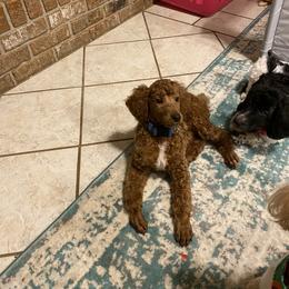 Poodle Puppies from Southern Sunshine Standards