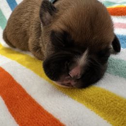 Mr Lt Blue - Fawn male Boxer puppy in Palm Coast, Florida from Starlight Boxer Corner