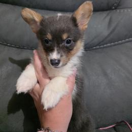 Female 3 - Blue female Pembroke Welsh Corgi puppy in Unicoi, Tennessee from East Tennessee Clark Corgis