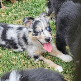 Blue Merle-2 blues - Blue merle female Australian Shepherd puppy in Piedmont, Oklahoma from HeartDriven Aussies
