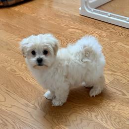 Windy - White and lemon male Morkie puppy in Stockbridge, Georgia from Jenn’s Georgia Morkies and Biewer Terriers