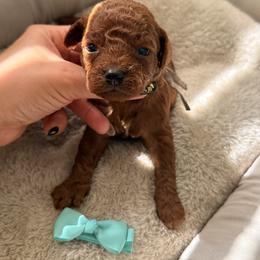Crush - Red  male Poodle puppy in Miami, Florida from Sakura Poodles