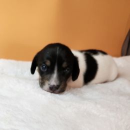 Girl 1 - Black and tan female Dachshund puppy in Lovell, Wyoming from Bernstein Doxies