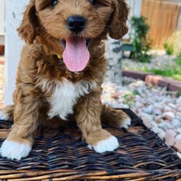 Goldendoodle Puppies from Millie Billie Doodles
