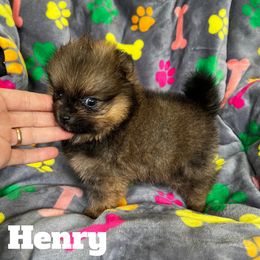 Pomeranian Puppies from Petticoat Poms