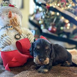 Dally - Black and tan female Dachshund puppy in Marvell, Arkansas from Hat Creek Kennel