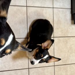American Corgis from Red Beanie Corgis