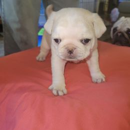 Return of the Mack - White male Pug puppy in Spokane, Washington from Kapelac's Royal Pugs