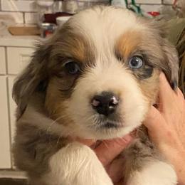Glacier - Blue merle male Miniature Australian Shepherd puppy in Shingle Springs, California from Dream Dog Mini Aussies