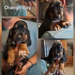 Boy 3 - Black tan and white male Basset Hound puppy in Bunnell, Florida from The Rocks Bassets