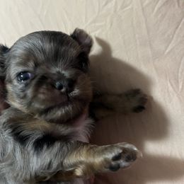 Jewel - Chihuahua puppy from Gemstone Chihuahuas