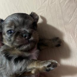 Jewel - Chihuahua puppy from Gemstone Chihuahuas