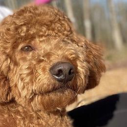 French Bulldogs and Goldendoodles from French Valley Miniature Goldendoodles & French Bulldogs