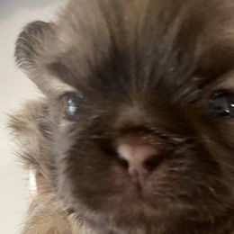 Shih Tzus from Lilly’s Seashore Shih Tzus