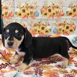 Libby - Black and tan female Dachshund puppy in Anaconda, Montana from Williams Family Dachshunds