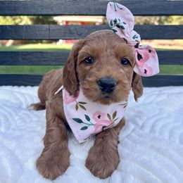 Cupcake - Red female Australian Labradoodle puppy in Citrus Heights, California from Elite Blend Labradoodles