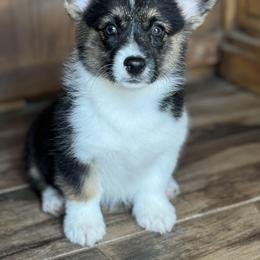 American Corgi and Pembroke Welsh Corgi Puppies from Woodwick Corgis