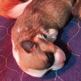 Jack - Red male Pembroke Welsh Corgi puppy in Walnut, Iowa from Michelle's House of Corgi's