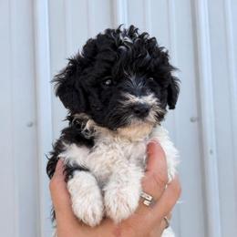 Maverick - Black and white male Aussiedoodle puppy in Hudson, Michigan from Haas Pawz