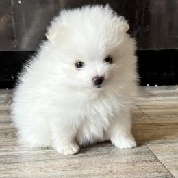 Coconut - White male Pomeranian puppy in New Salem, North Dakota from Fancy Paws Pomeranians