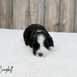 Campbell - Tri-color male Bernedoodle puppy in Wamego, Kansas from Doodles of Oz