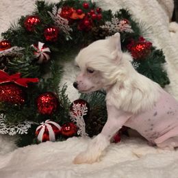 Olaf - White and black male Chinese Crested puppy in Utah from Mlee puppies