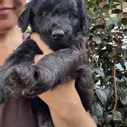 Girl 1 - Black phantom Aussiedoodle puppy in Lane County, Oregon from Aussiedoodles of Oregon