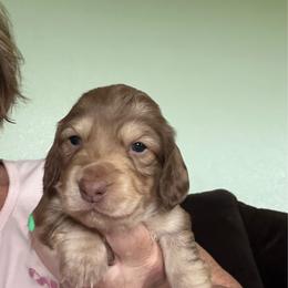 Ee  chocolate based cream possible clear cream - Cream female Dachshund puppy in Swanton, Ohio from Mighty But Mini Dachshunds