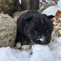 Spur - Black tan and white male Siberian Husky puppy in Addison, Michigan from Gray Run Siberian Huskies