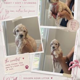 Pink - Cream female Goldendoodle puppy in Spring, Texas from The Doodle Den