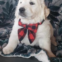 Mo - Golden male Golden Retriever puppy in Watkins, Colorado from Rollin' Goldies of Colorado