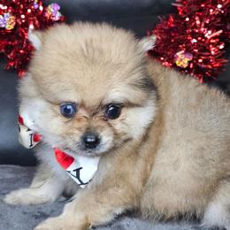 Quil - Cream sable male Pomeranian puppy in Laredo, Texas from SASH Poms