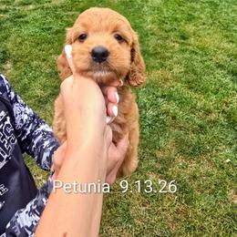 Petunia - Red  female Goldendoodle puppy in Red Oak, Iowa from Fisher Pups-Stay Golden with a Doodle