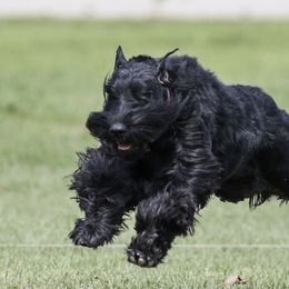 Airedale Terriers and Giant Schnauzers from Tailwind Kennel