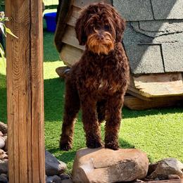 Frida - Chocolate female Australian Labradoodle puppy in Anderson, California from Shaggy Doodles