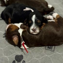 Bernedoodle puppies from Red Acres Poodles & Doodles