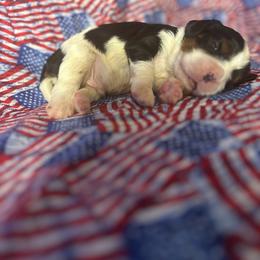 Wesley - Tri-color male Cavalier King Charles Spaniel puppy in Broken Arrow, Oklahoma from Cavalier King Charles Heartland