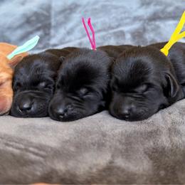 Yellow - Black female Labrador Retriever puppy in Nampa, Idaho from Breakaway Retrievers