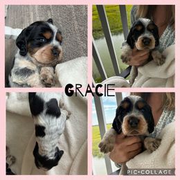 English Springer Spaniel puppies from Folly Beach English Springer Spaniels