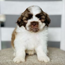 Boy 2 - Liver and white male Shih Tzu puppy in Seguin, Texas from Dolled Up Shih Tzus
