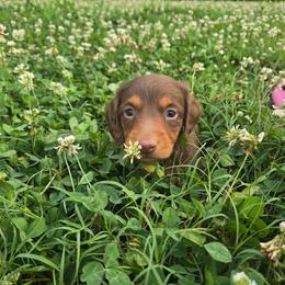 Gabe - Chocolate and tan male Dachshund puppy in Berry, Alabama from Whisper Gray