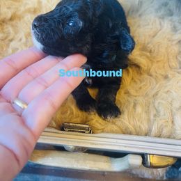 Teal - Black female Poodle puppy in Leoma, Tennessee from Southbound Kennel