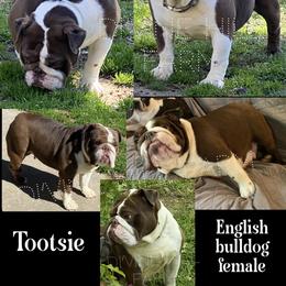 Tootsie - Liver female French Bulldog puppy in Cullman, Alabama from Divine Hill Farm