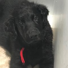 Flat-Coated Retriever Puppies from Beacon's Flat-Coated Retrievers