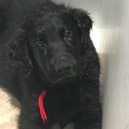 Flat-Coated Retriever Puppies from Beacon's Flat-Coated Retrievers