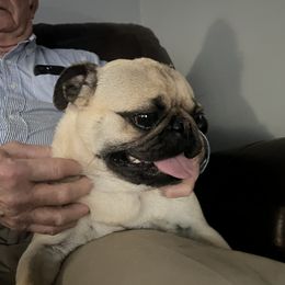 Wilber - Pug