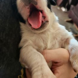 Saint Bernard Puppies from Amber's Saint Bernards